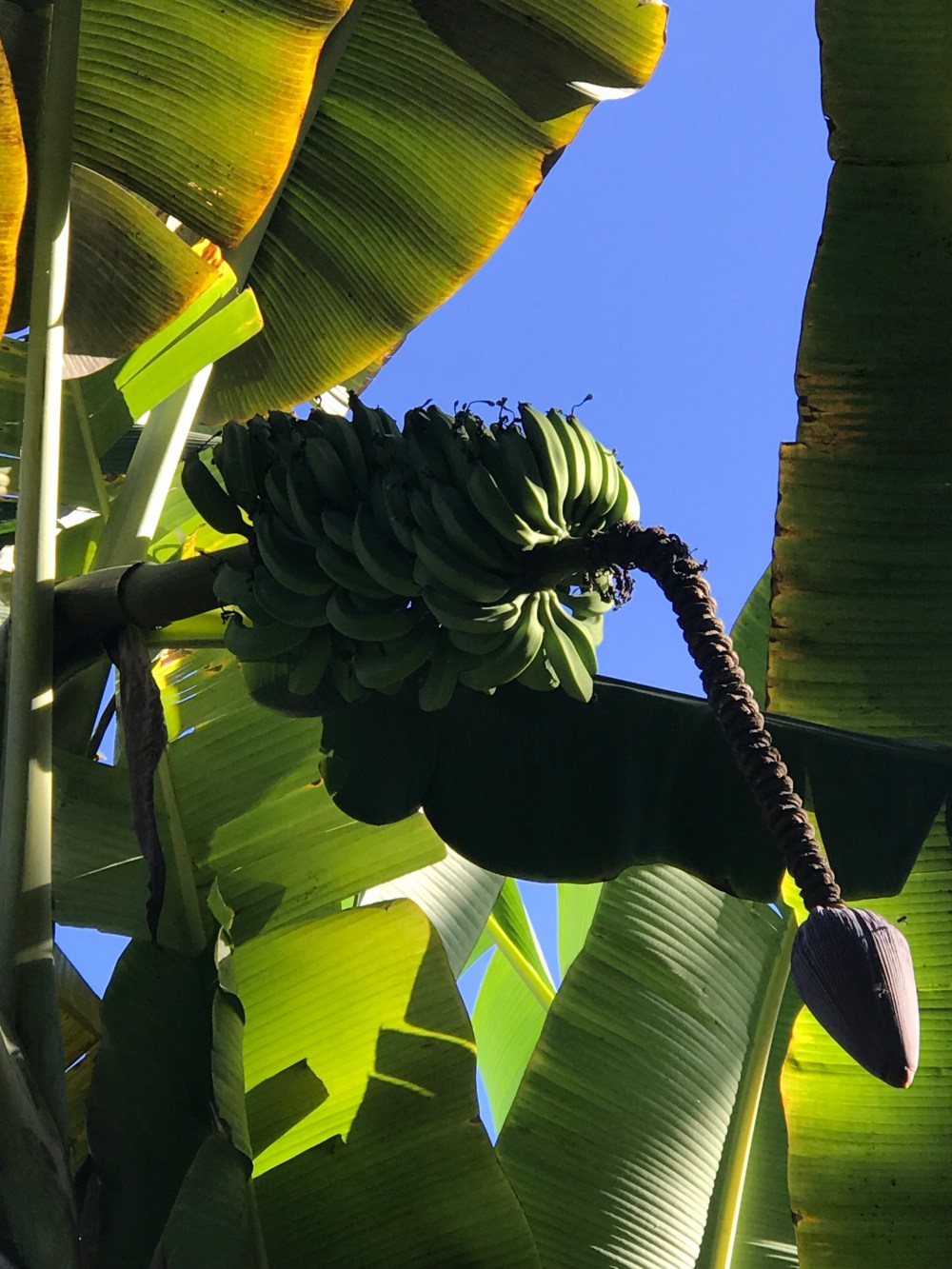 A79C6F6D-5311-40CE-ADF9-88C73E52BF03